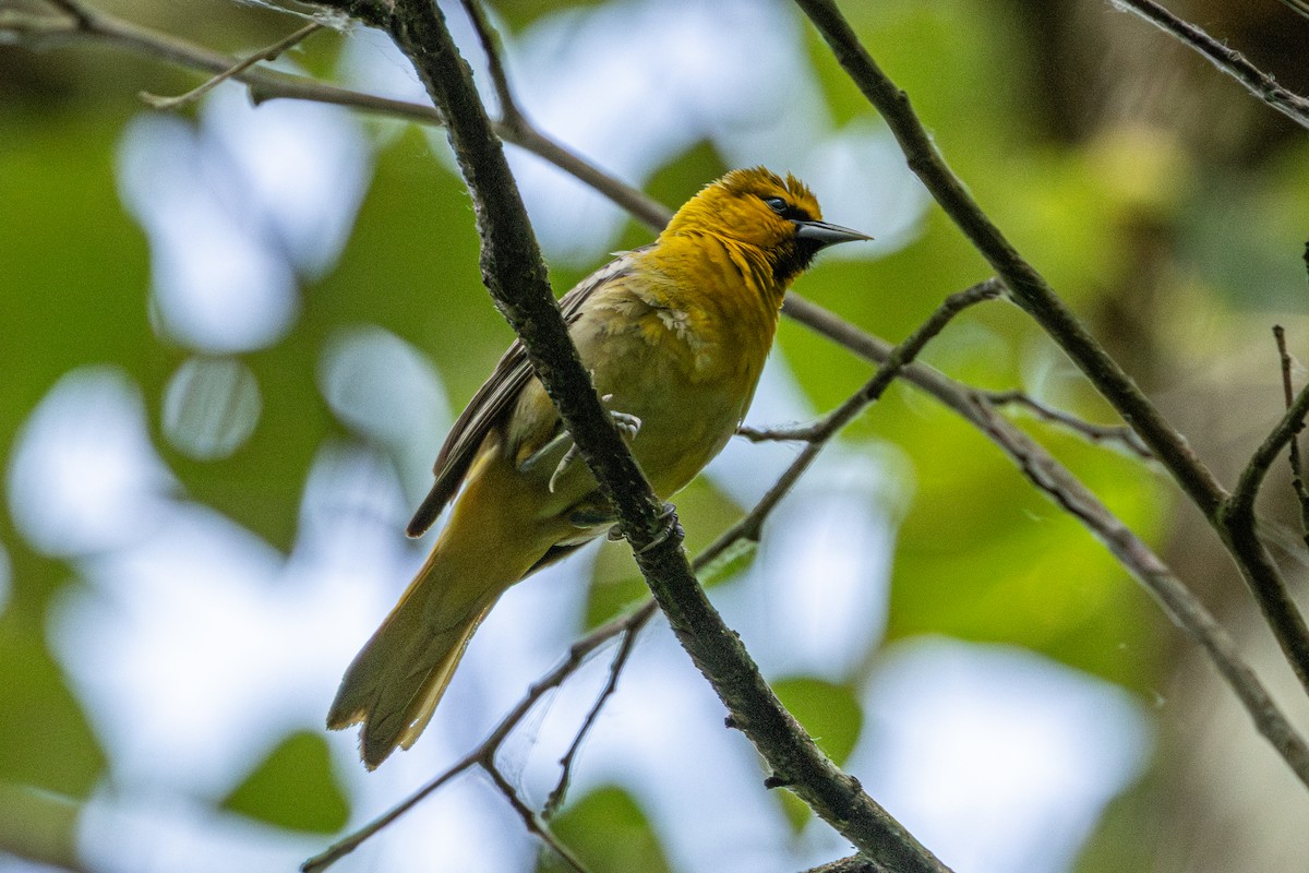 Bullock's Oriole - ML646874046