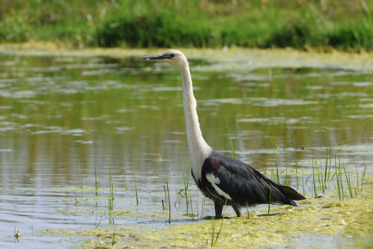 Pacific Heron - ML646874051
