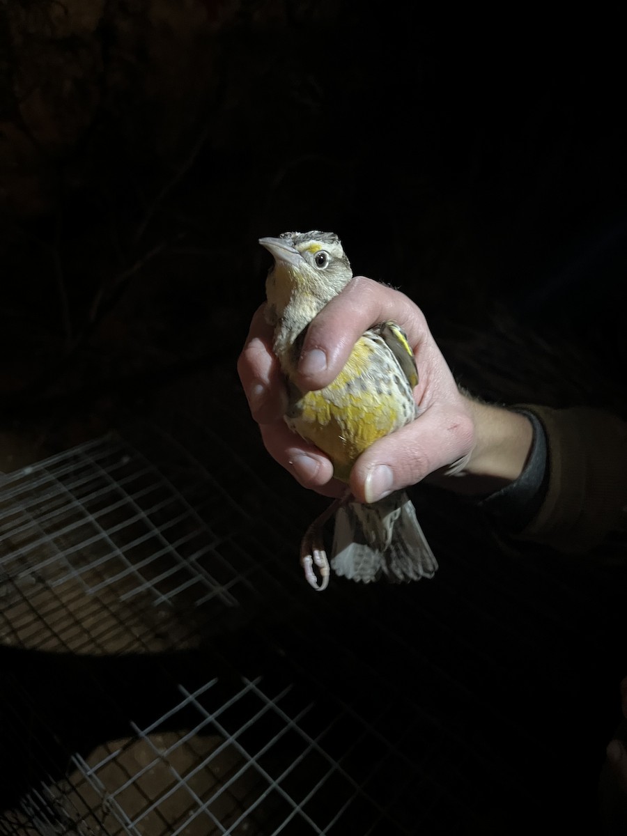 Western/Eastern Meadowlark - ML646874056