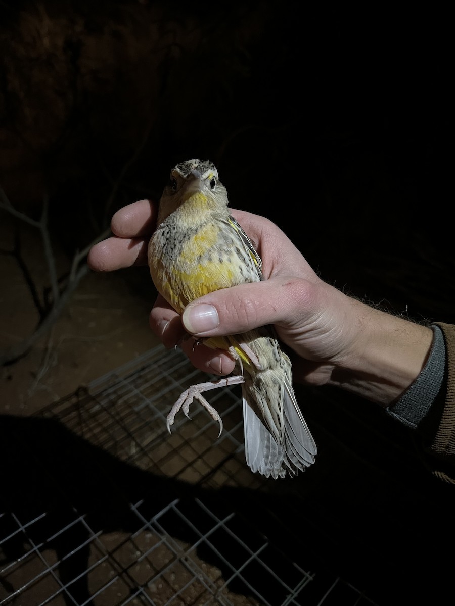 Western/Eastern Meadowlark - ML646874057