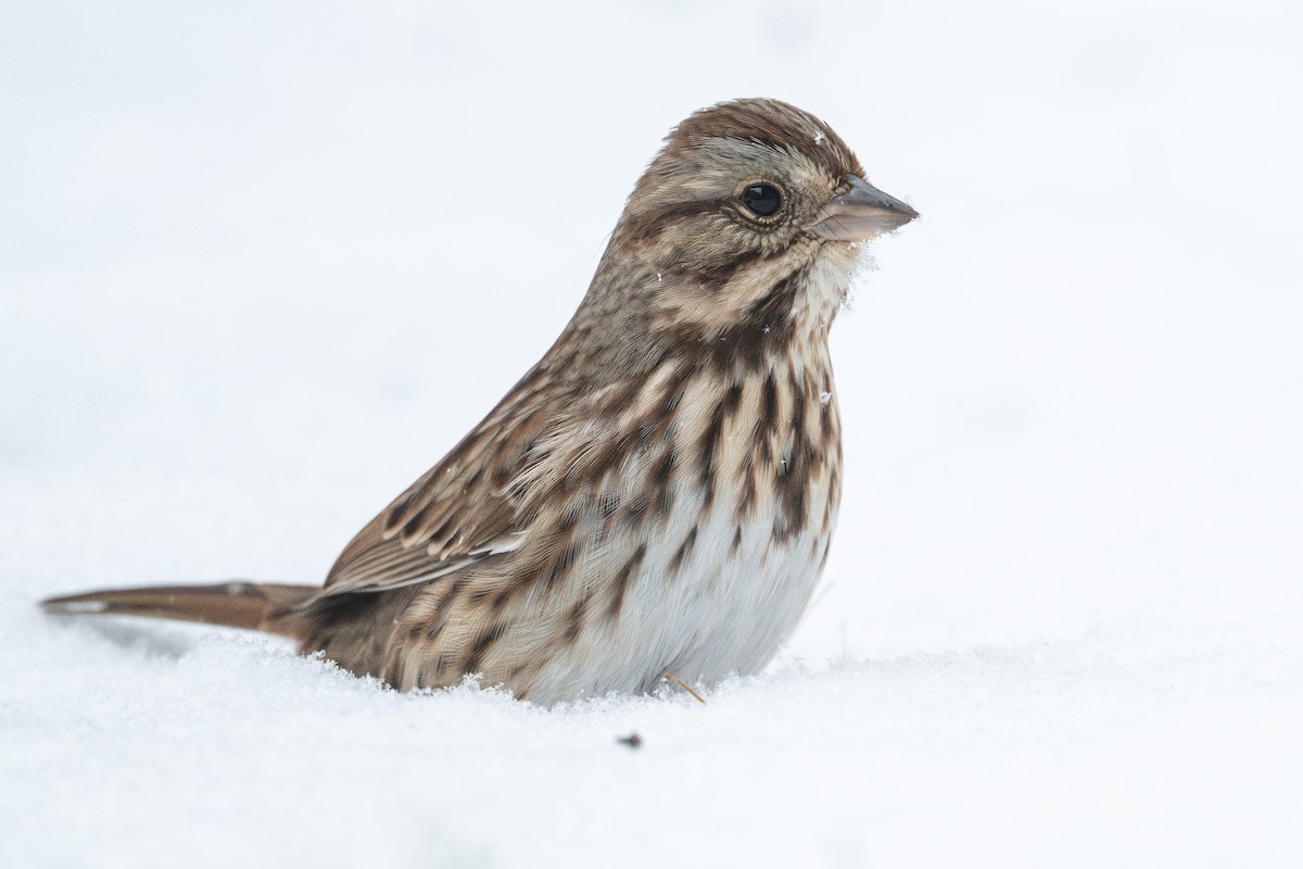 Певчая овсянка - ML646874058