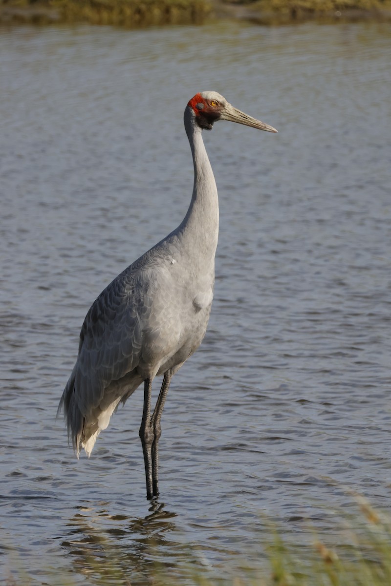 Brolga kurriloa - ML646874061