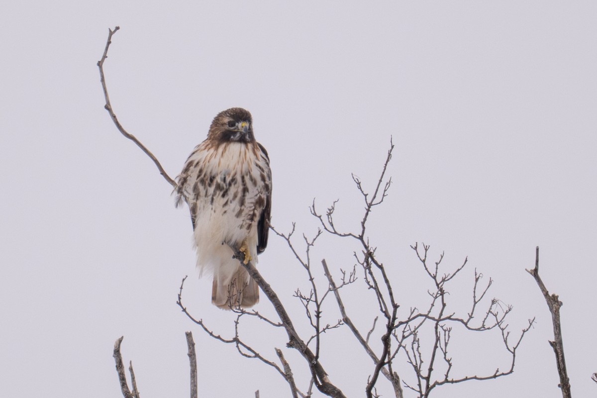 Rotschwanzbussard - ML646874066