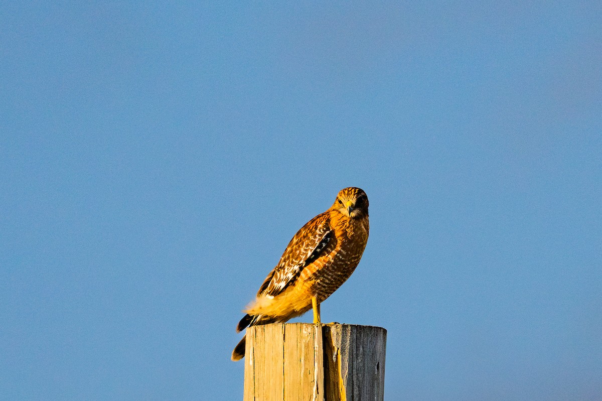 Red-shouldered Hawk - ML646874068