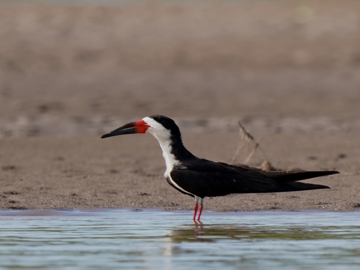 Black Skimmer - ML646874071