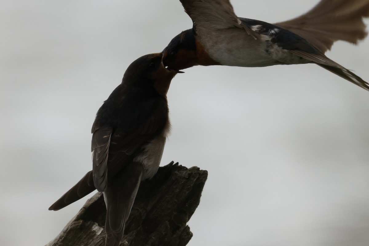 Welcome Swallow - ML646874076