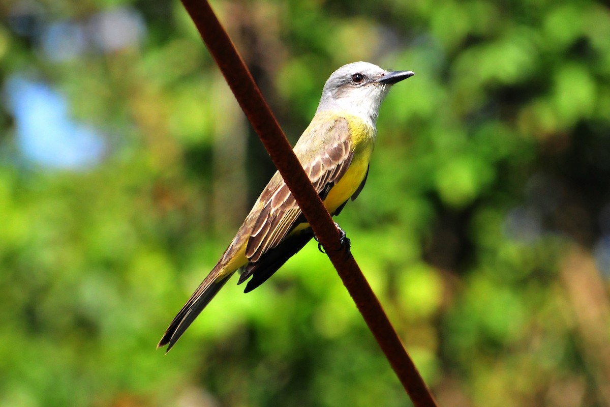 Tropical Kingbird - ML646874077