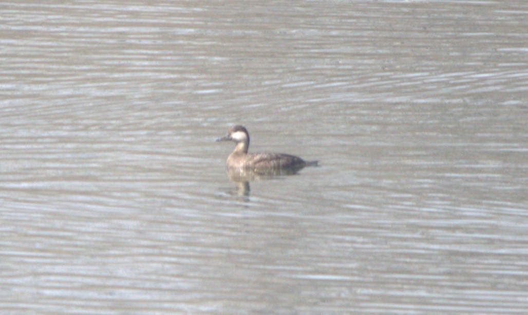 Синьга американська - ML646874084