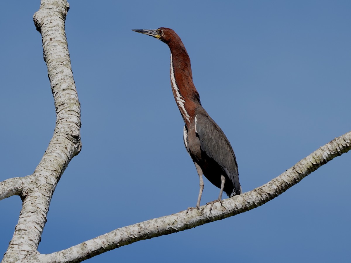 Rufescent Tiger-Heron - ML646874086