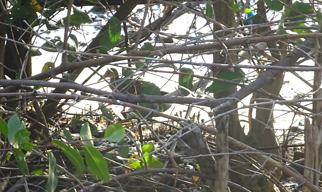 Пастушок оливковий - ML646874101