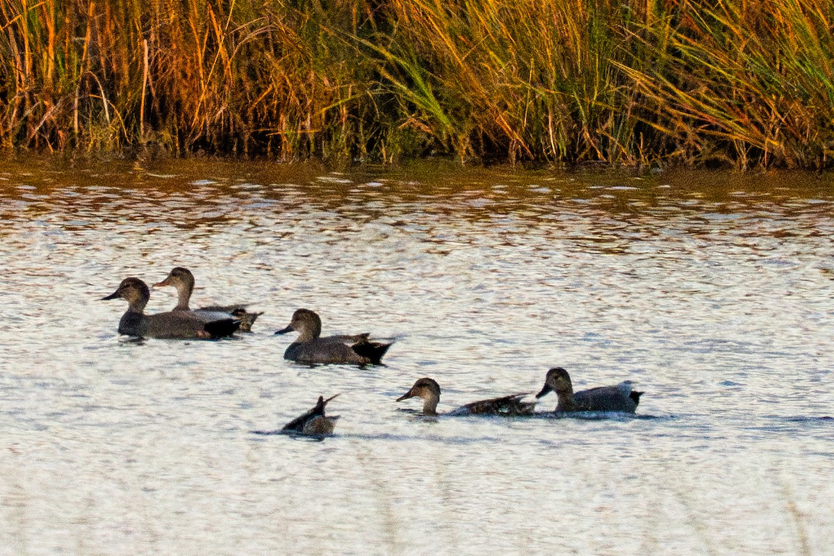 Серая утка - ML646874102