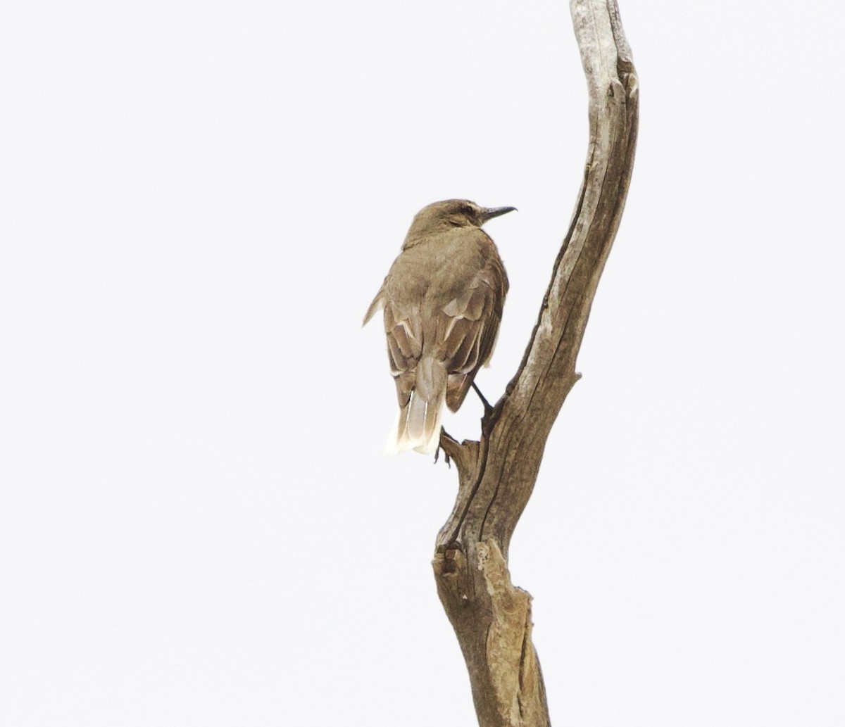 Black-billed Shrike-Tyrant - ML646874103