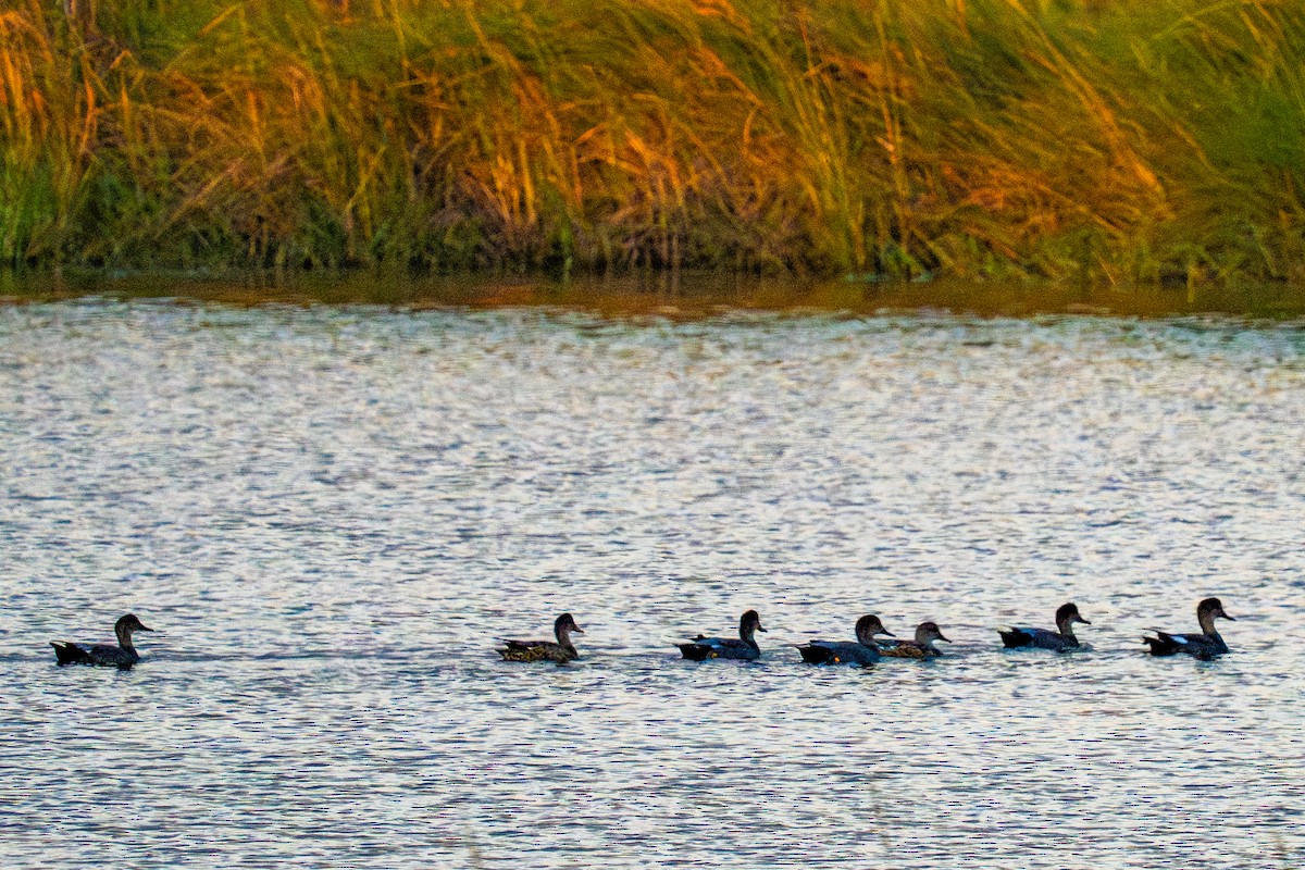 Серая утка - ML646874104