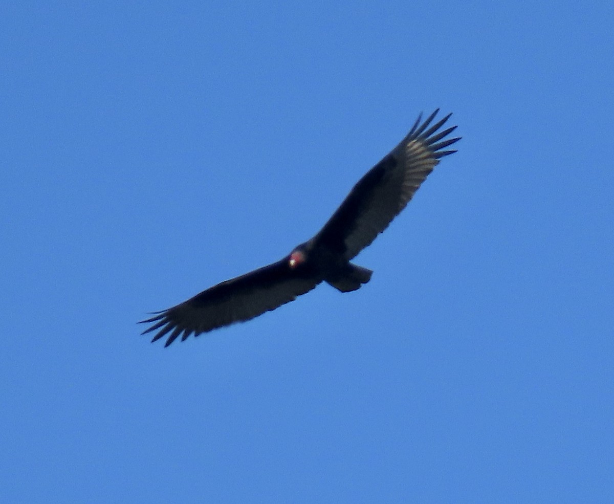 Turkey Vulture - ML646874105