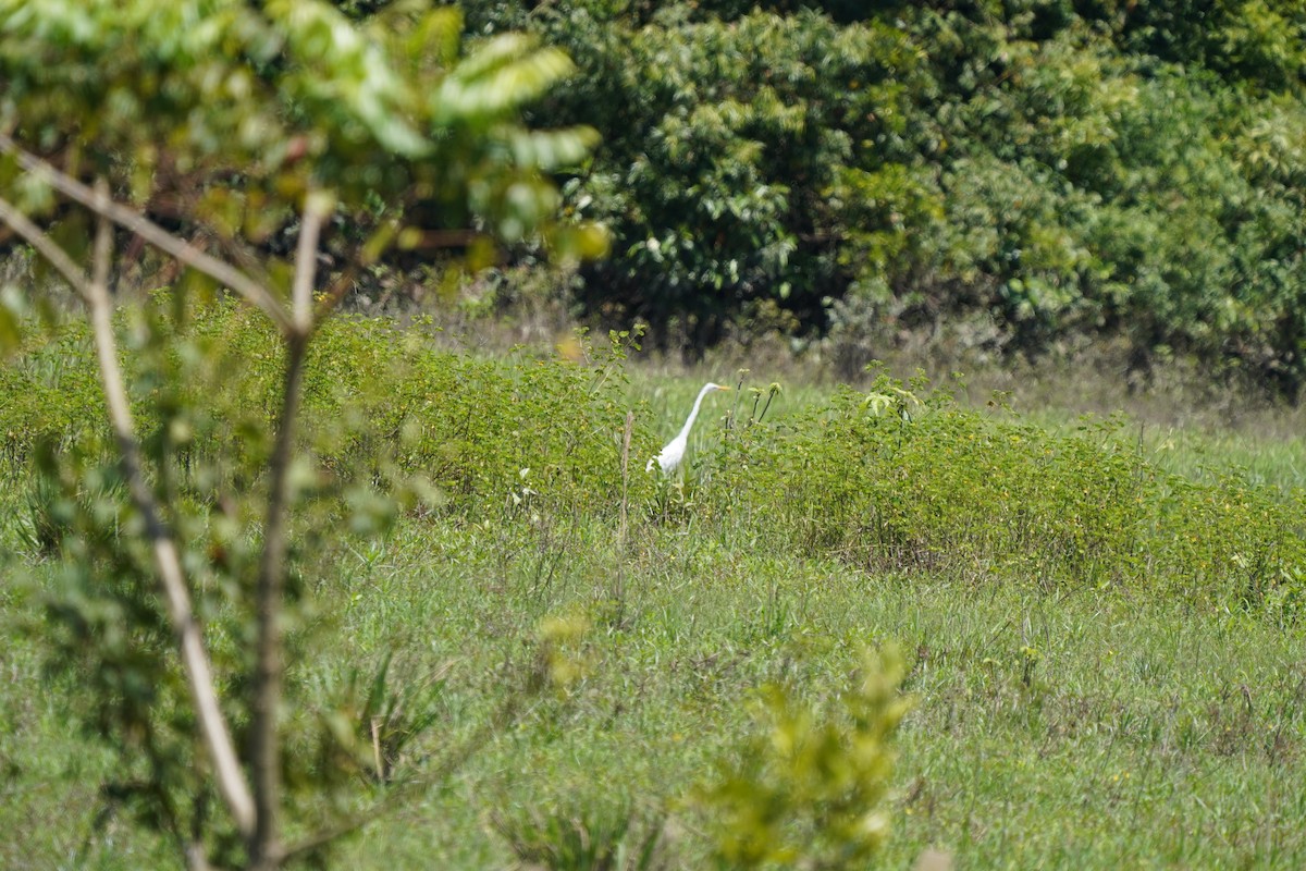 Great Egret - ML646874106