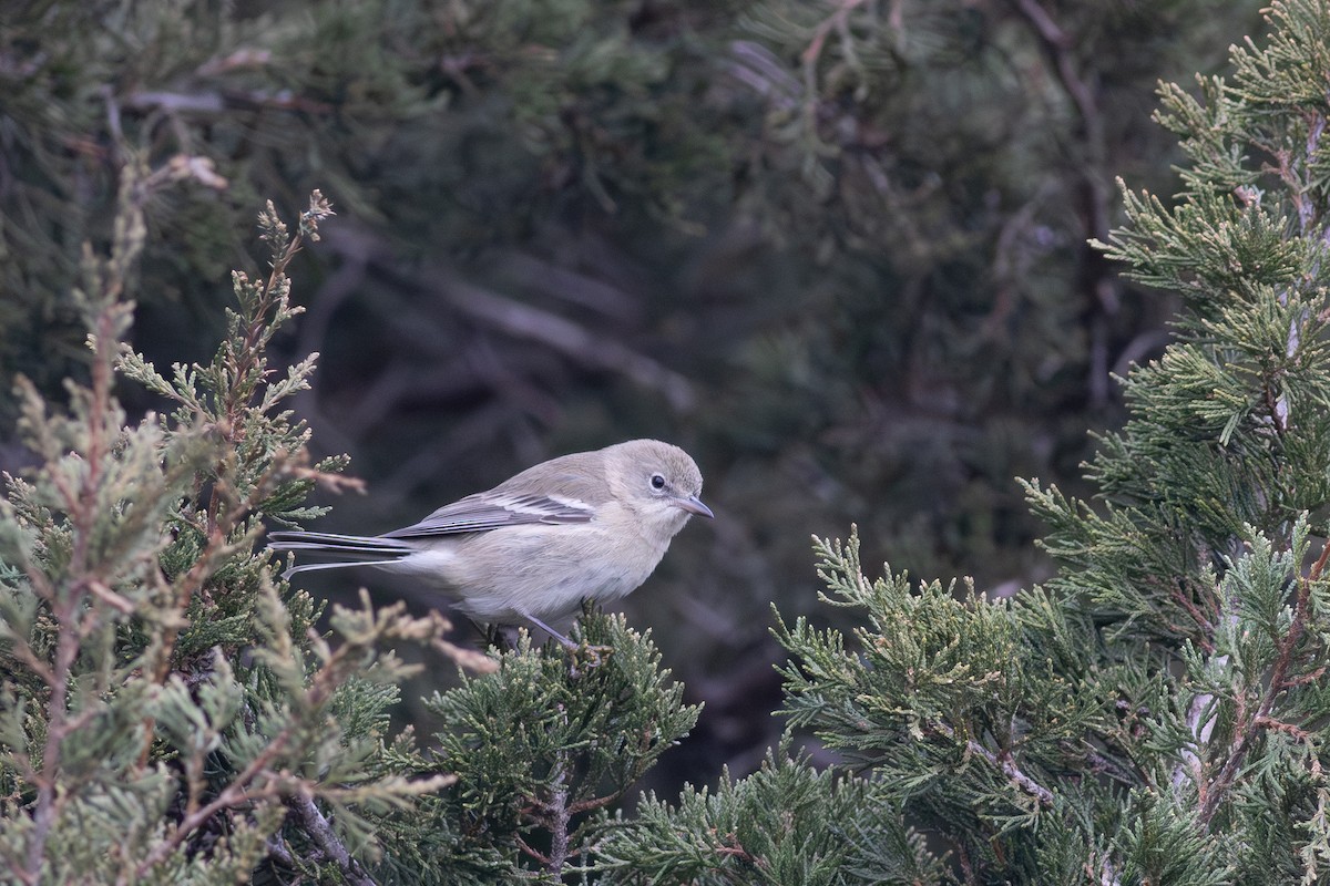 Pine Warbler - ML646874107
