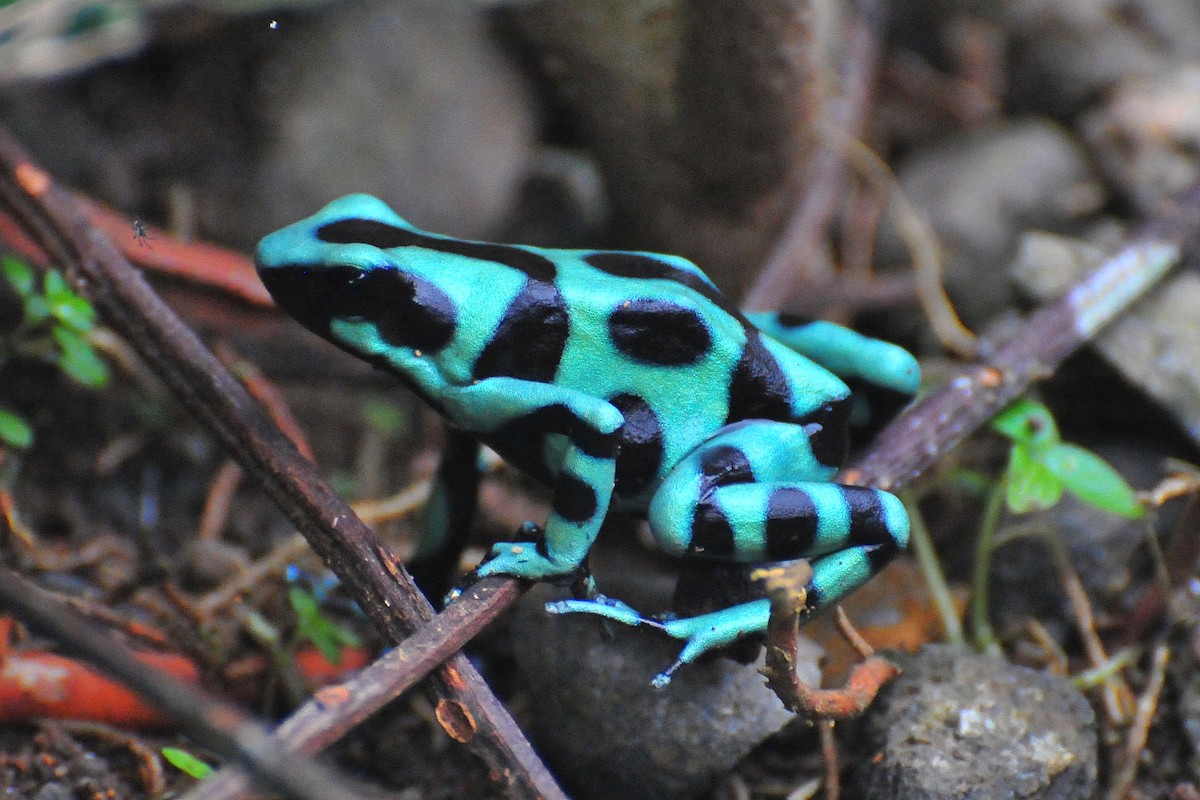 動物界 - ML646874124