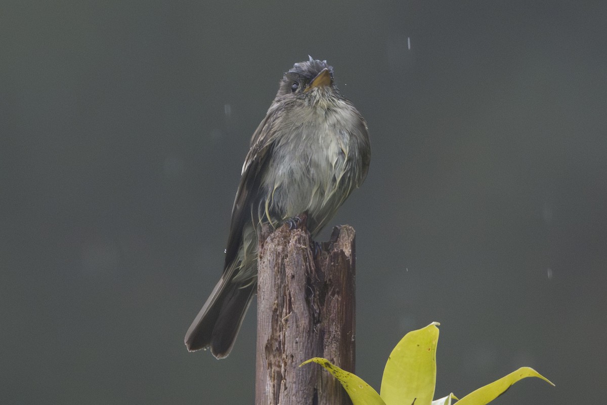 Olive-sided Flycatcher - ML646874142