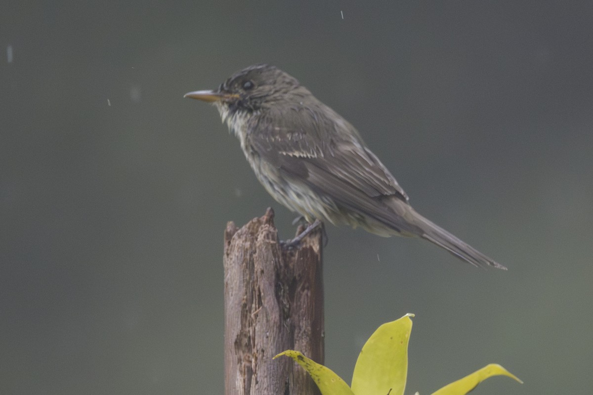 Olive-sided Flycatcher - ML646874143