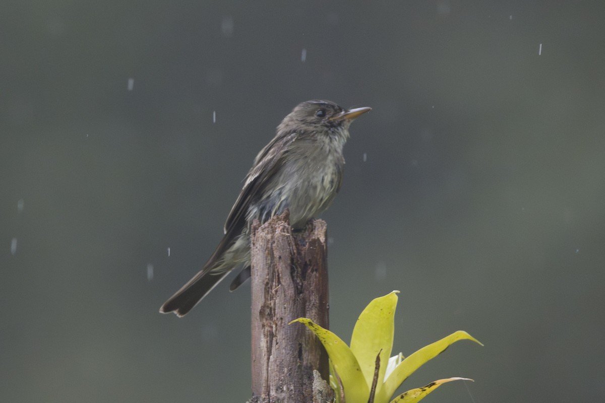 Olive-sided Flycatcher - ML646874144