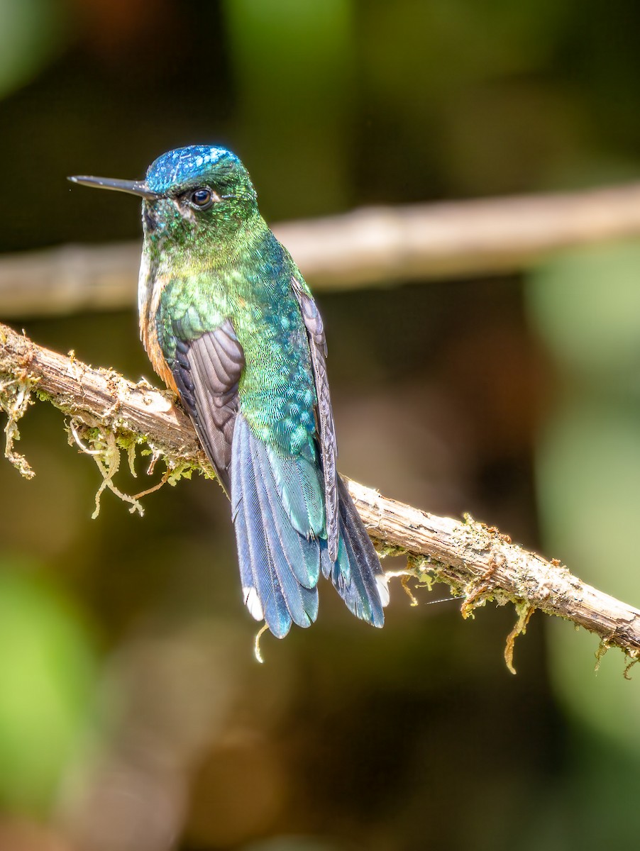 Violet-tailed Sylph - ML646874145