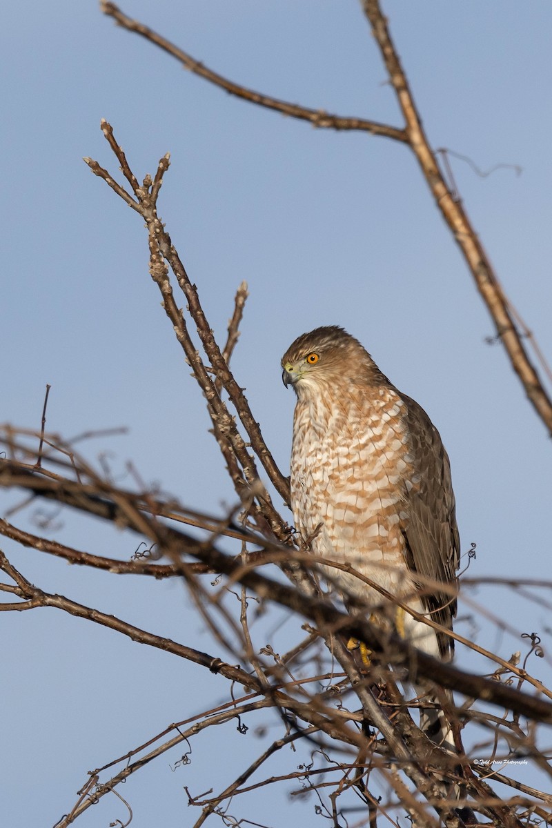 jestřáb americký - ML646874153