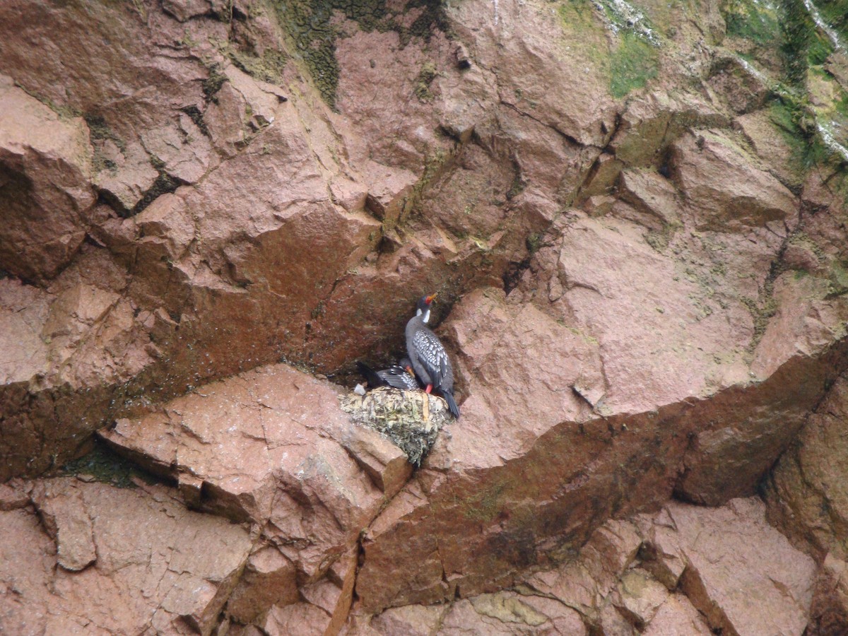 Баклан червононогий - ML646874156