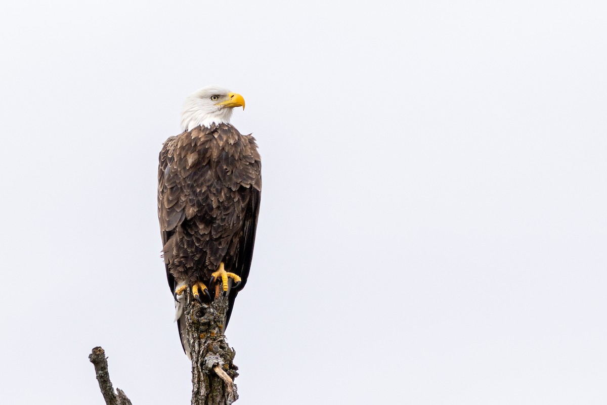 Bald Eagle - ML646874157