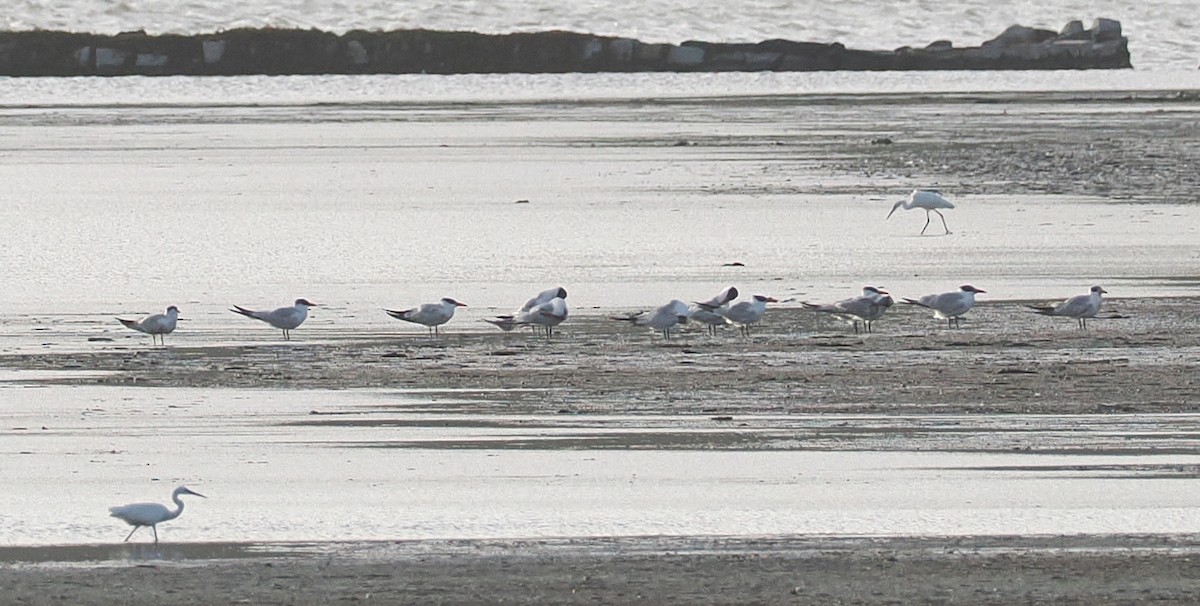 Caspian Tern - ML646874158