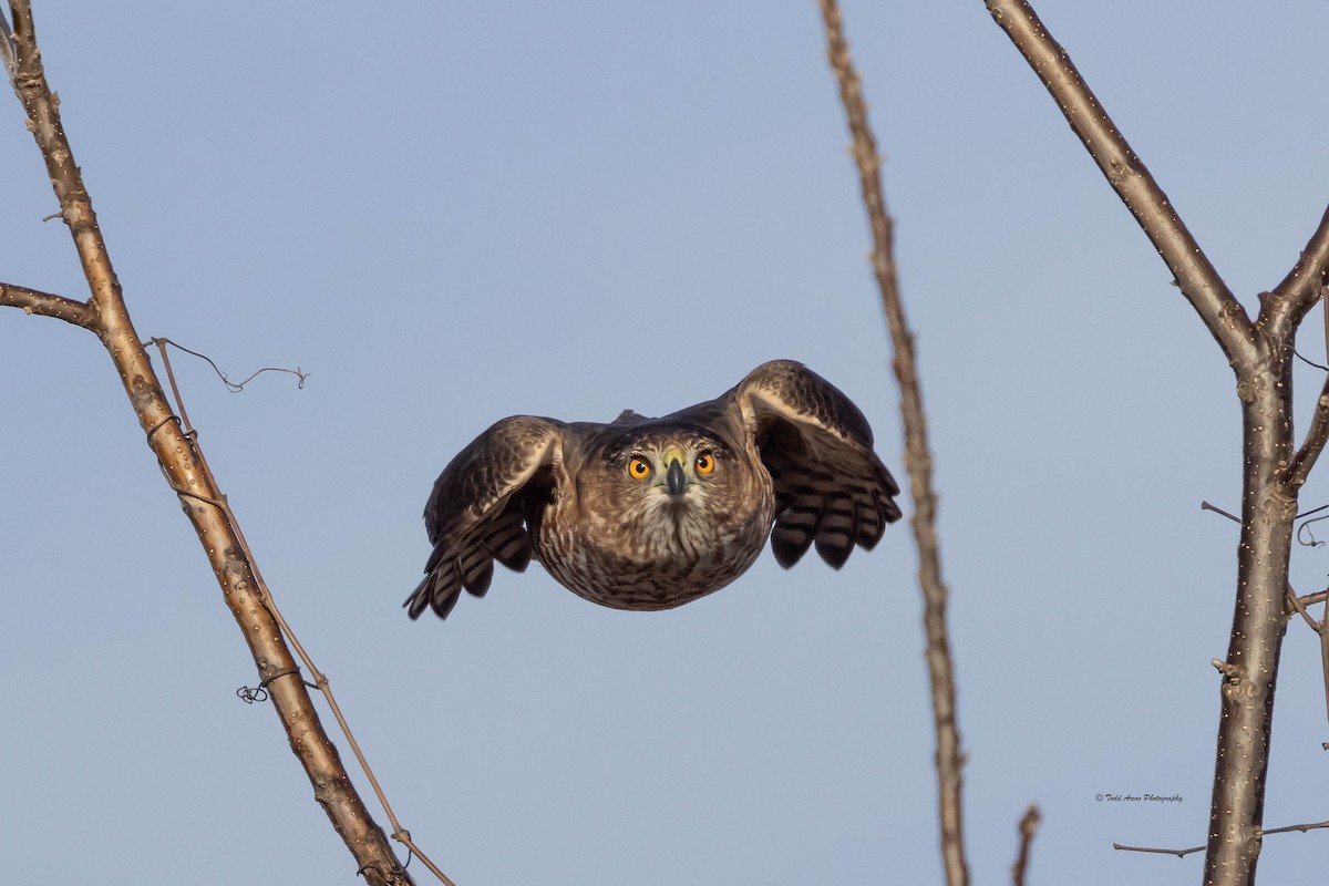 jestřáb americký - ML646874164