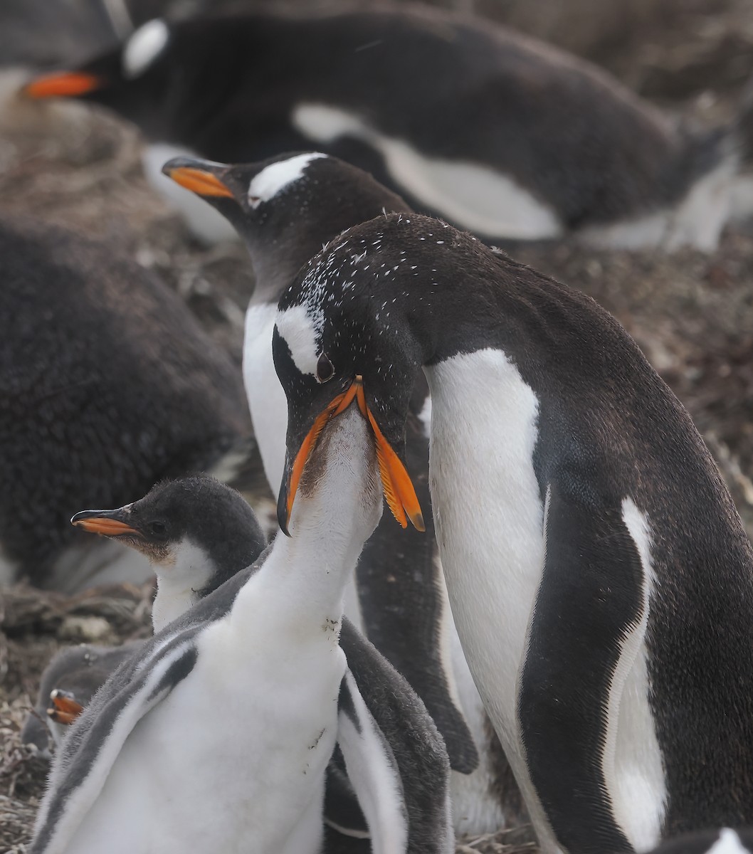 tučňák oslí - ML646874165