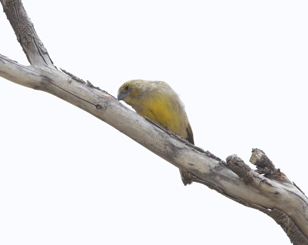 Goldbürzel-Gilbtangare - ML646874170