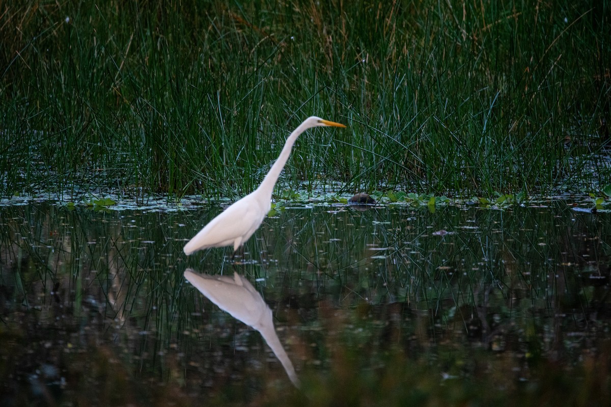 Grande Aigrette - ML646874176