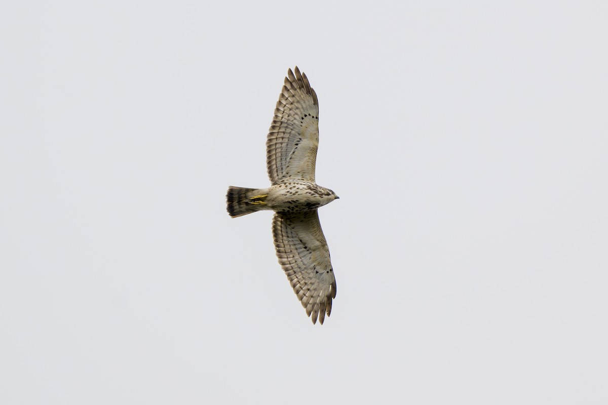 Broad-winged Hawk - ML646874182