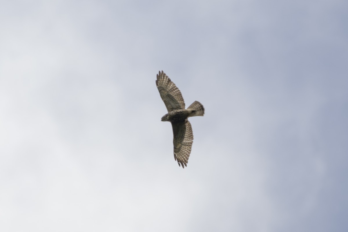 Broad-winged Hawk - ML646874183
