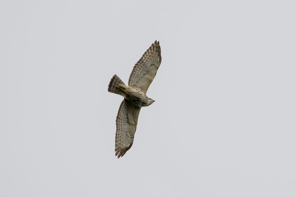 Broad-winged Hawk - ML646874184