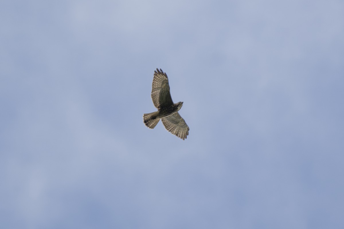 Broad-winged Hawk - ML646874185