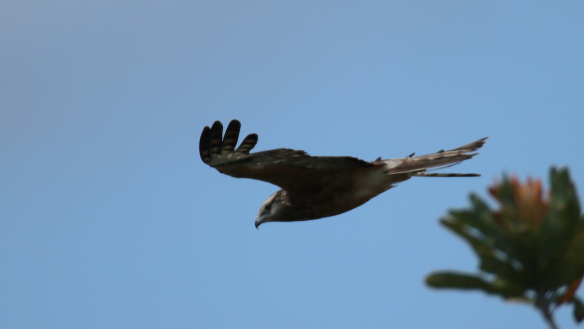 Square-tailed Kite - ML646874186