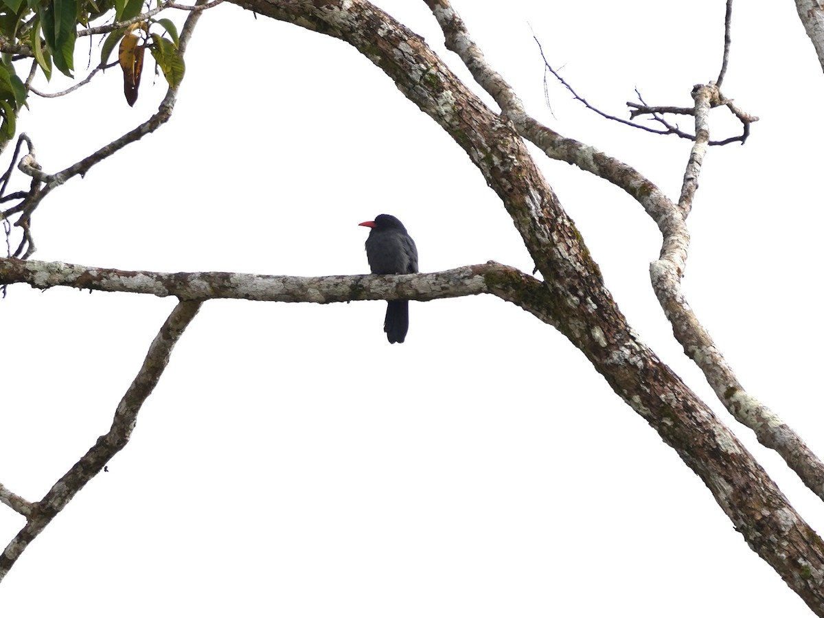 Black-fronted Nunbird - ML646874187