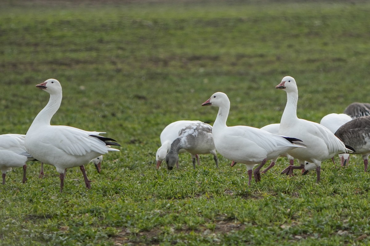 אווז שלג - ML646874188
