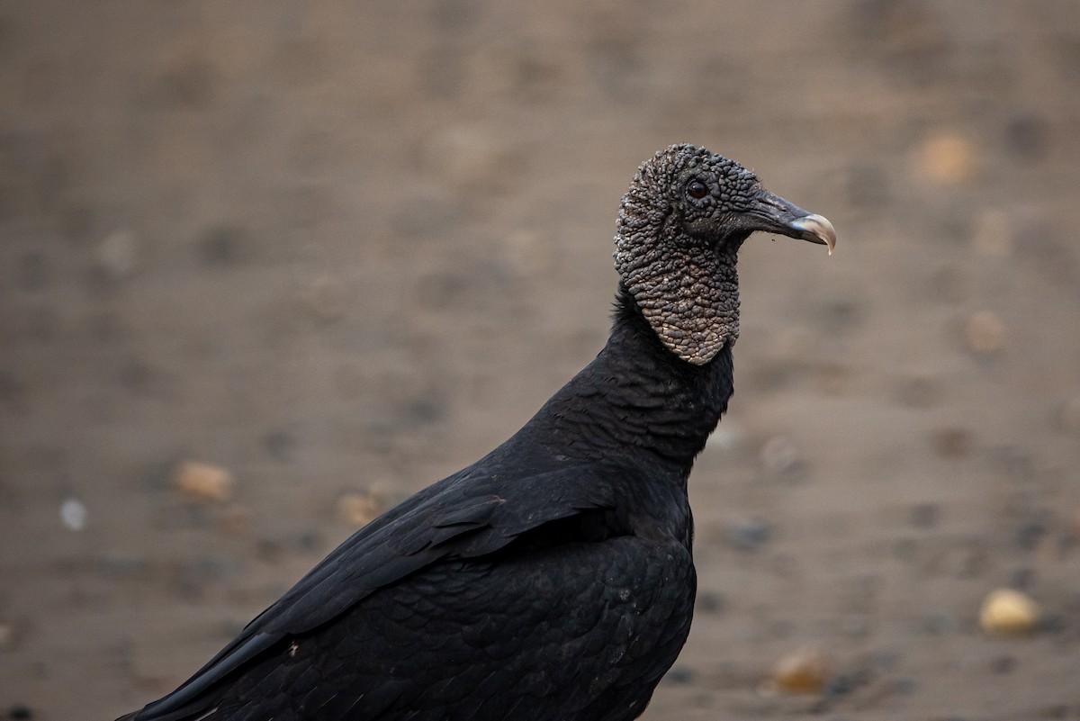 Чёрная катарта - ML646874190