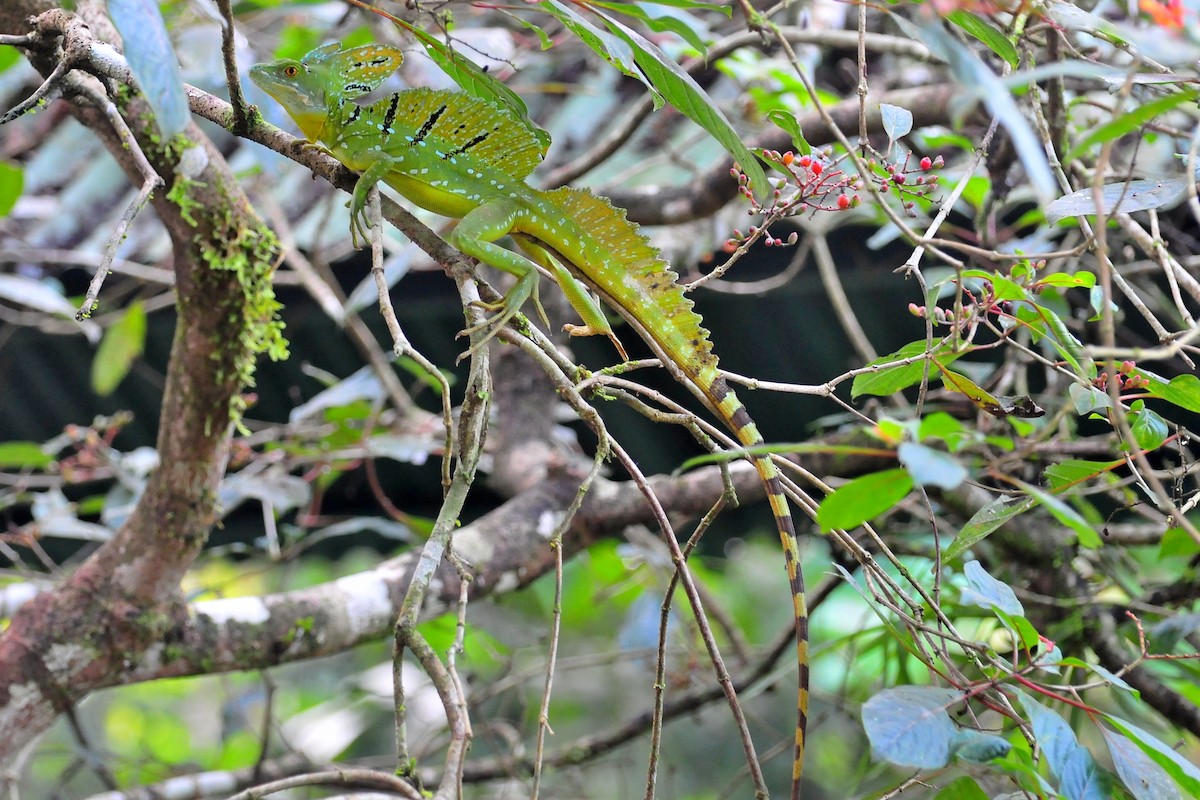 動物界 - ML646874191