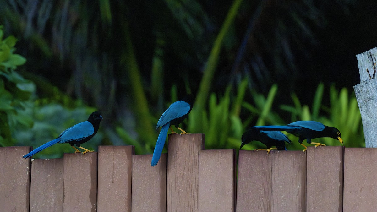 Yucatan Jay - ML646874194