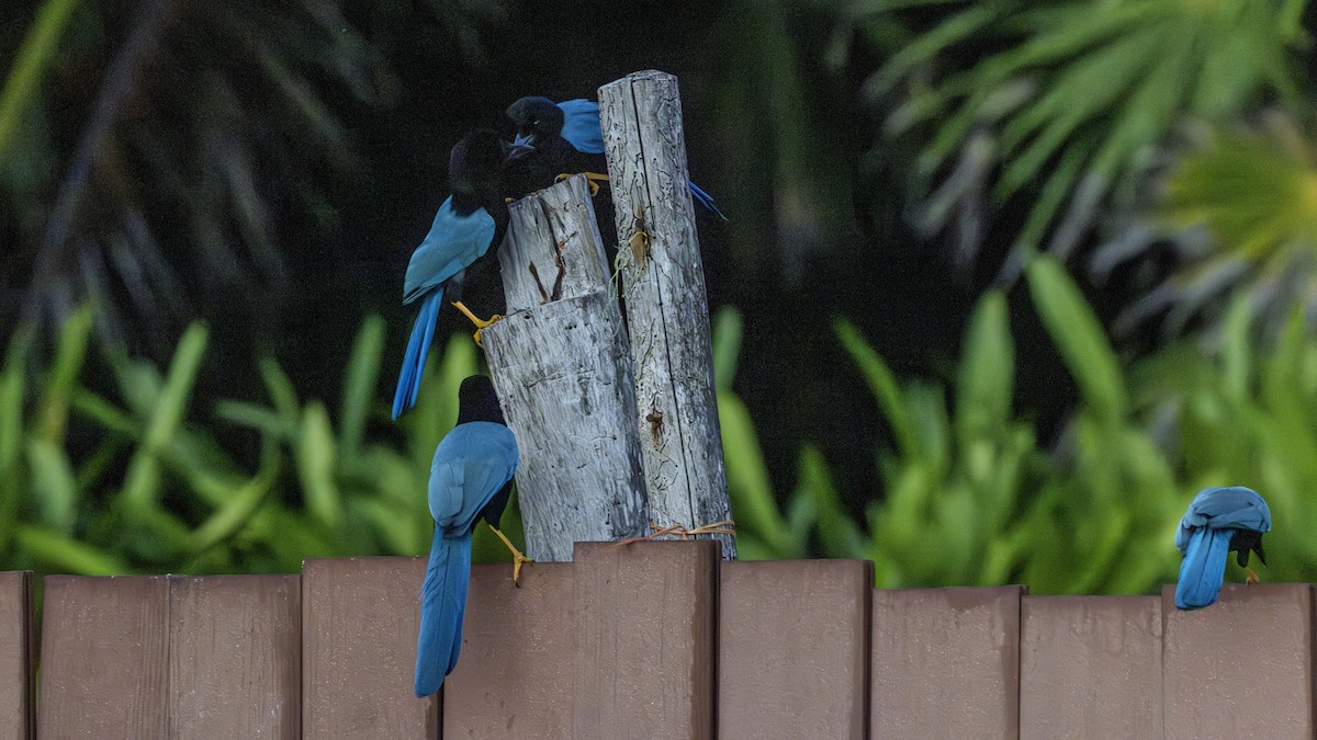 Yucatan Jay - ML646874195