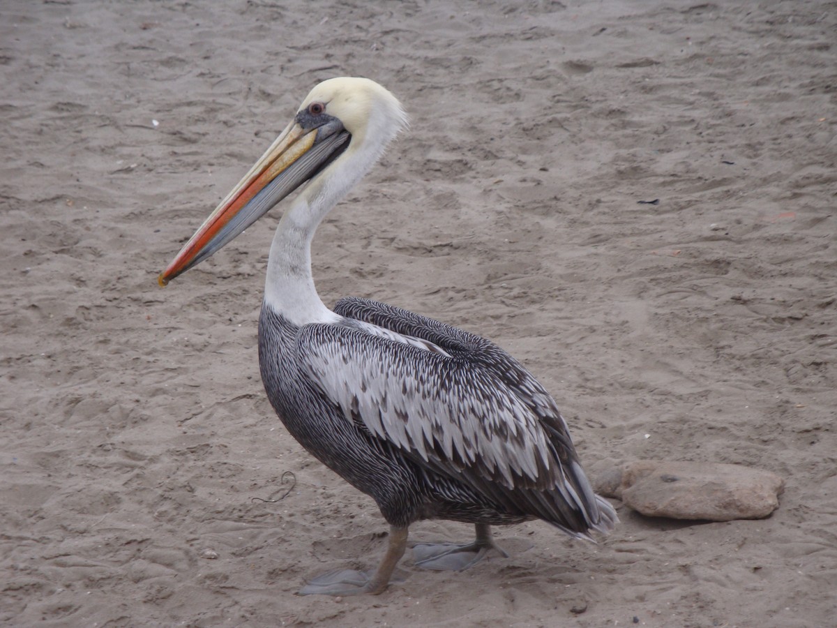 Peruvian Pelican - ML646874196