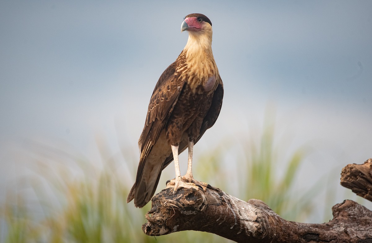 Crested Caracara - ML646874197