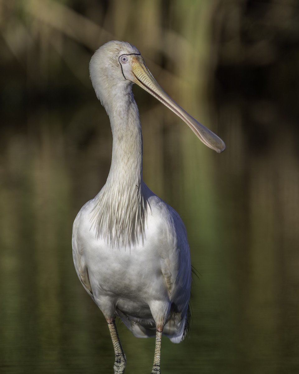 Yellow-billed Spoonbill - ML646874199