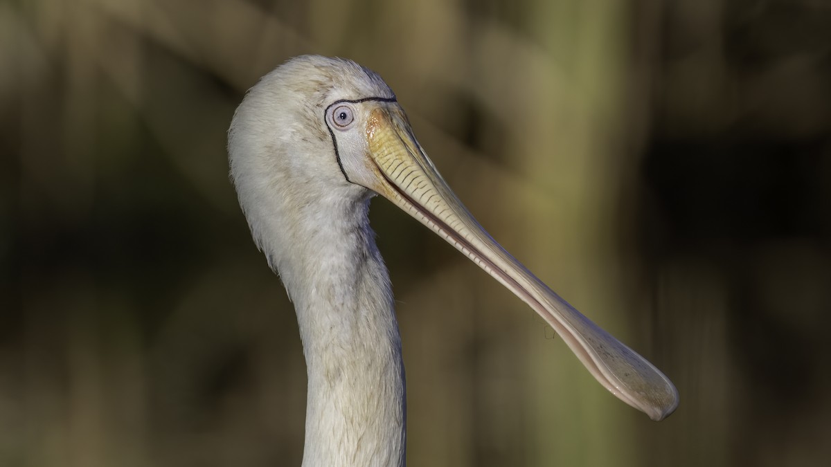 Yellow-billed Spoonbill - ML646874200
