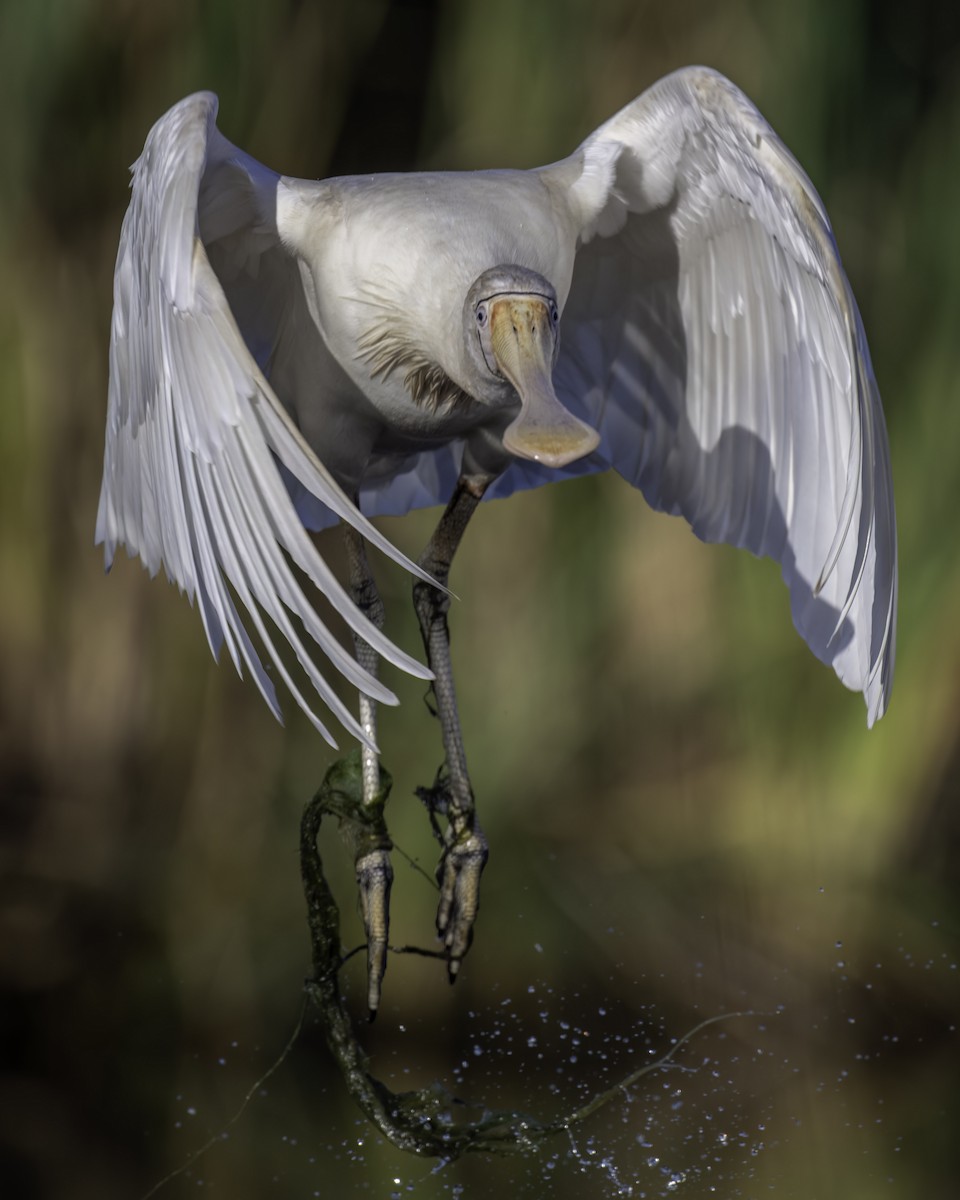 Yellow-billed Spoonbill - ML646874201
