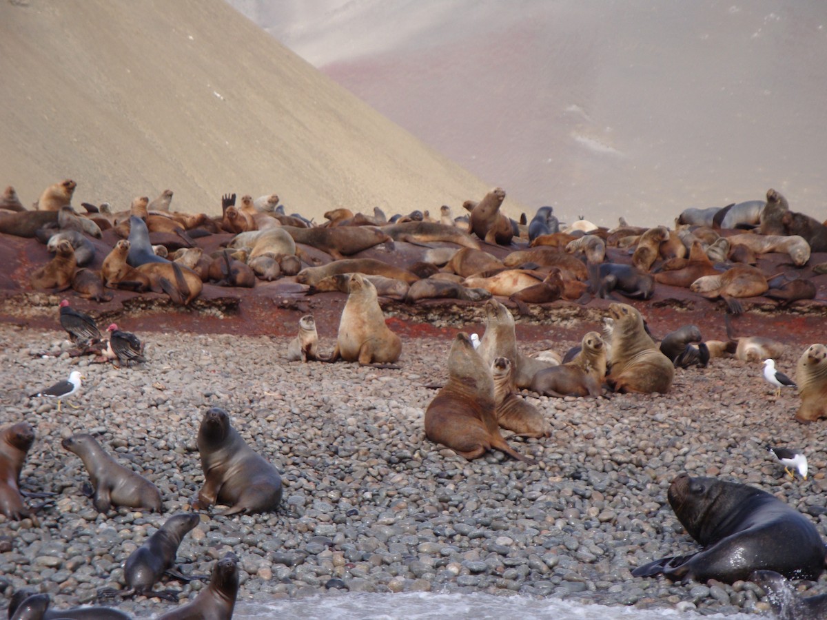 Turkey Vulture - ML646874202